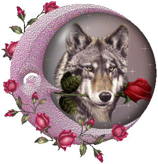 le loup charmeur !