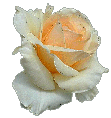 rose blanche !!!!