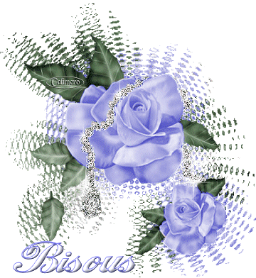belle rose !