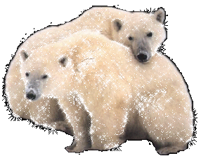 trop beau les ours !