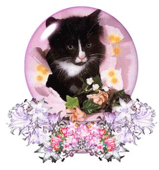 le chat à la boule !