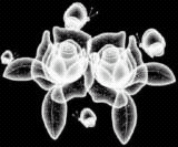 rose prensparente