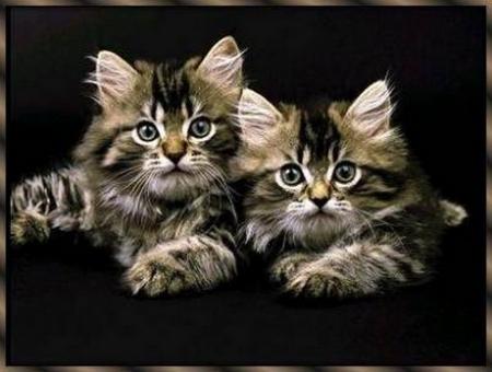 trop chou les minous !!!
