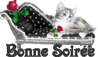 petit chat
