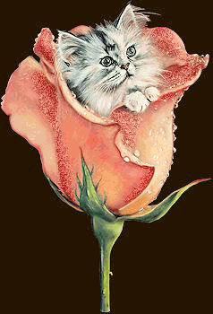 le chat à la rose !