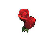 coeur de rose !