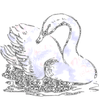trop beaux le cigne !