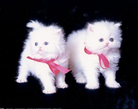 trop chou les minoux