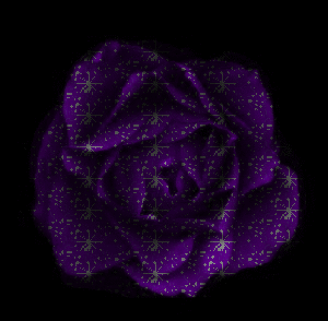 superbe rose bleu !!!!
