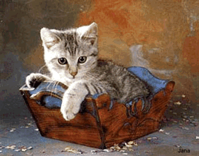 trop beau le minou !!!!