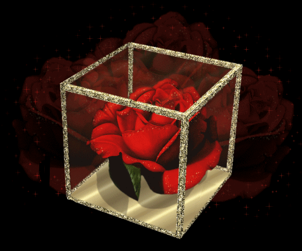 tres jolie rose rouge !!!!