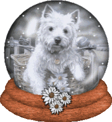j'adore ces pt chien là !!!!!!!!!!