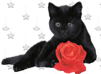 le chat à la rose !!!!