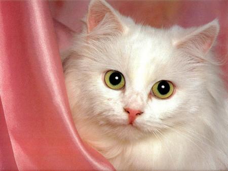 trop beau le minou !!!!