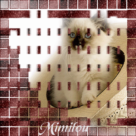 trop chou le minou !!!